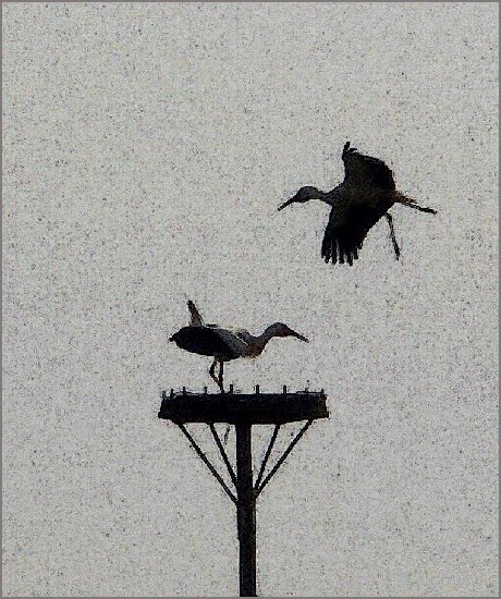 storks-004